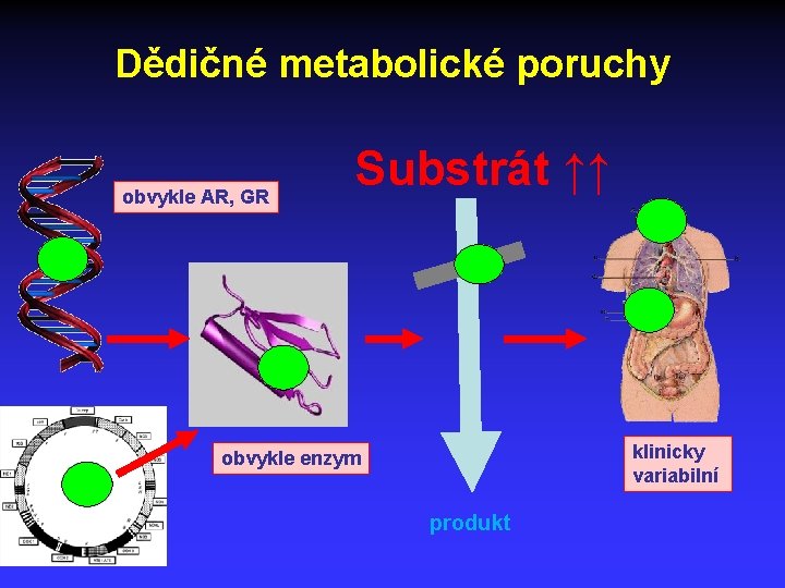 Dědičné metabolické poruchy obvykle AR, GR Substrát ↑↑ klinicky variabilní obvykle enzym produkt 