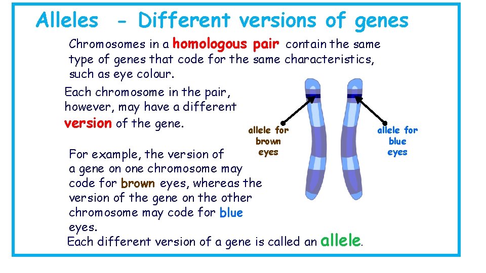 Alleles - Different versions of genes Chromosomes in a homologous pair contain the same Alleles - Different versions of genes Chromosomes in a homologous pair contain the same