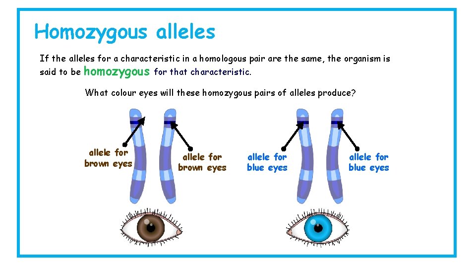 Homozygous alleles If the alleles for a characteristic in a homologous pair are the
