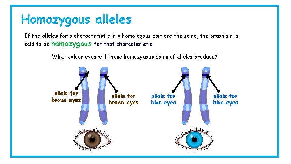 Homozygous alleles If the alleles for a characteristic in a homologous pair are the Homozygous alleles If the alleles for a characteristic in a homologous pair are the