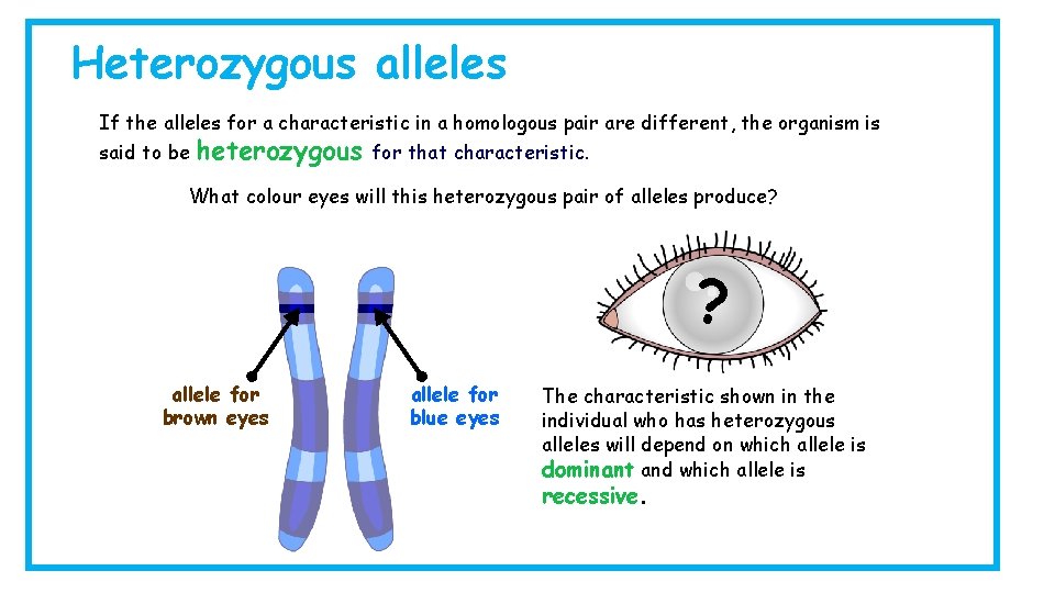 Heterozygous alleles If the alleles for a characteristic in a homologous pair are different,