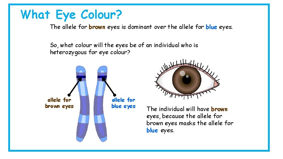 What Eye Colour? The allele for brown eyes is dominant over the allele for What Eye Colour? The allele for brown eyes is dominant over the allele for