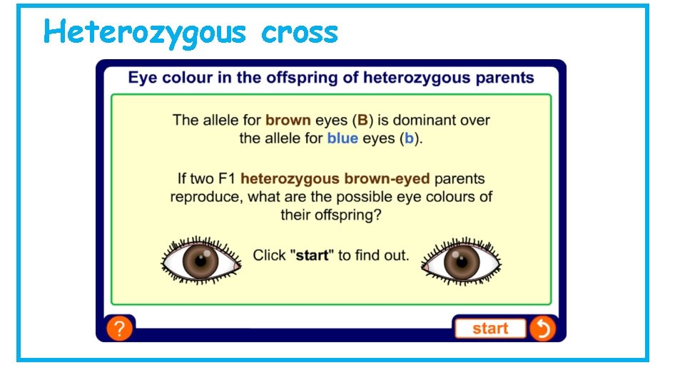 Heterozygous cross Heterozygous cross