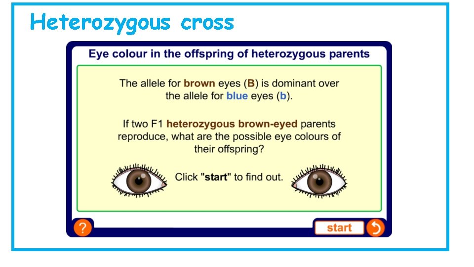 Heterozygous cross 