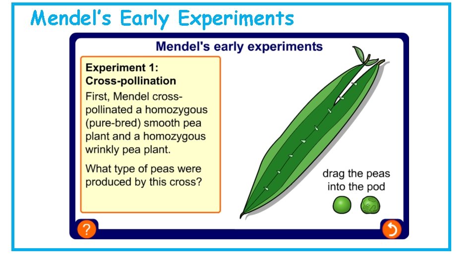 Mendel’s Early Experiments Mendel’s Early Experiments