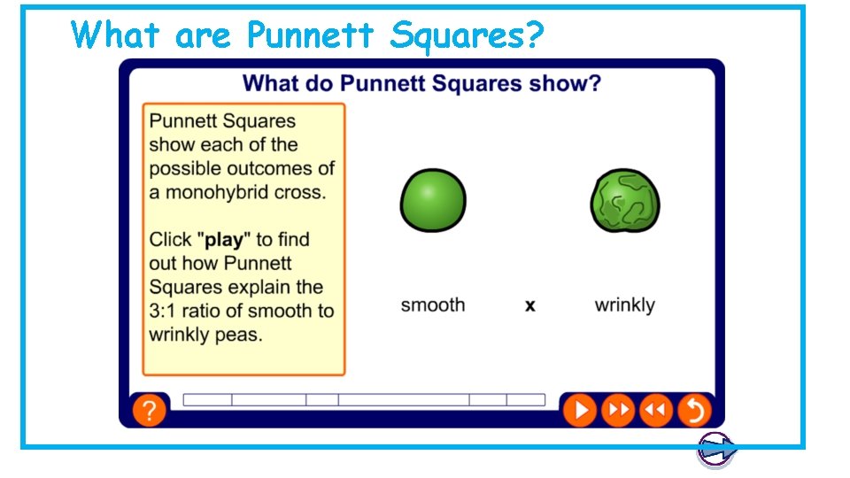 What are Punnett Squares? What are Punnett Squares?