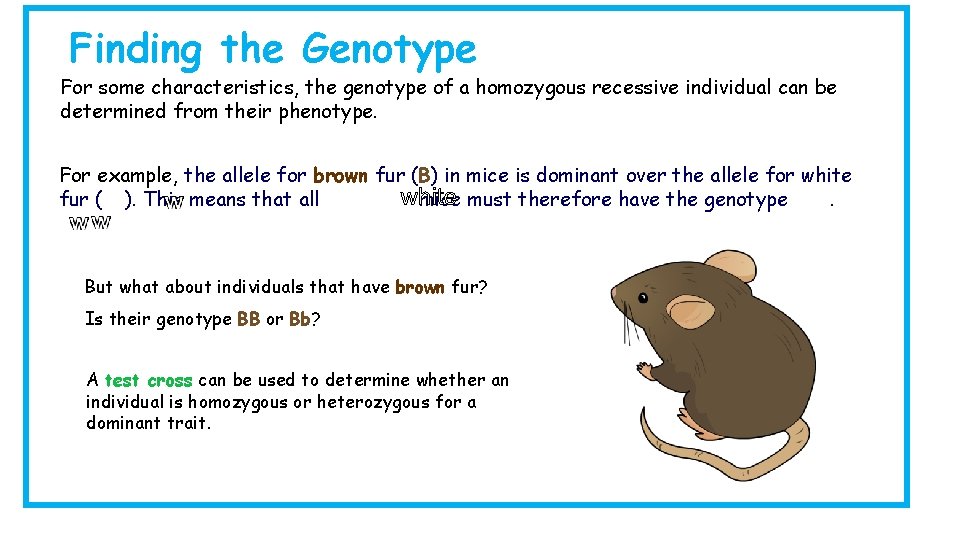 Finding the Genotype For some characteristics, the genotype of a homozygous recessive individual can