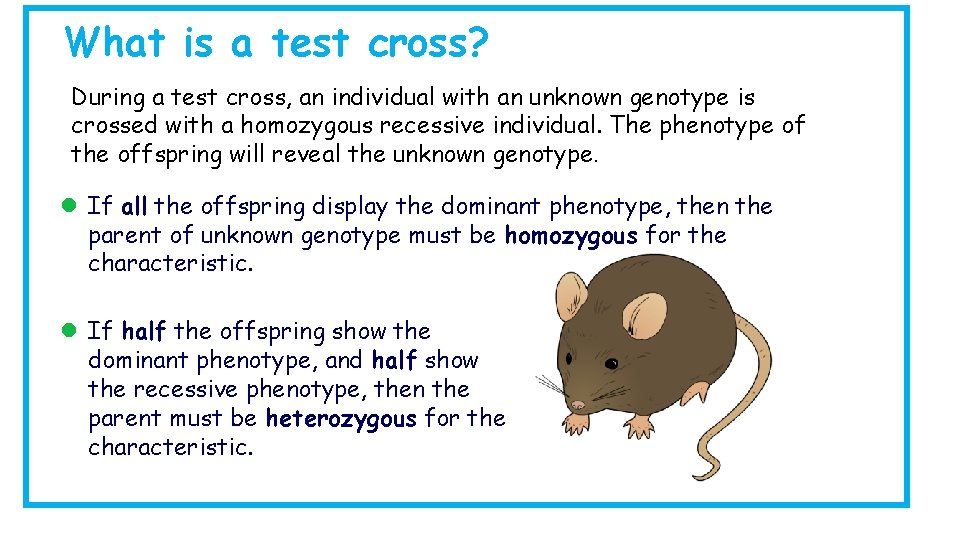 What is a test cross? During a test cross, an individual with an unknown