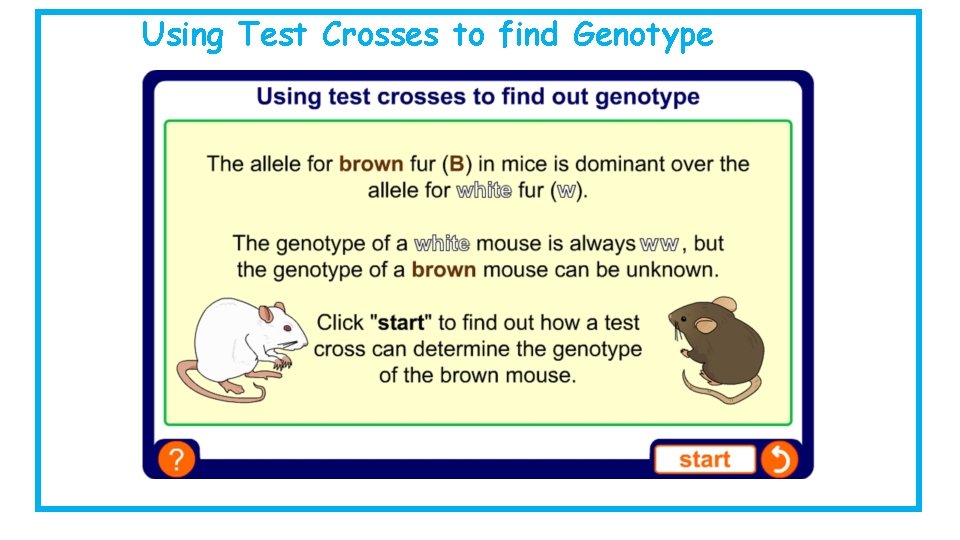 Using Test Crosses to find Genotype 