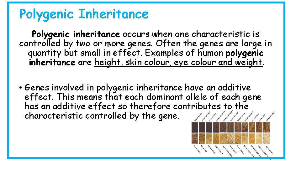 Polygenic Inheritance Polygenic inheritance occurs when one characteristic is controlled by two or more