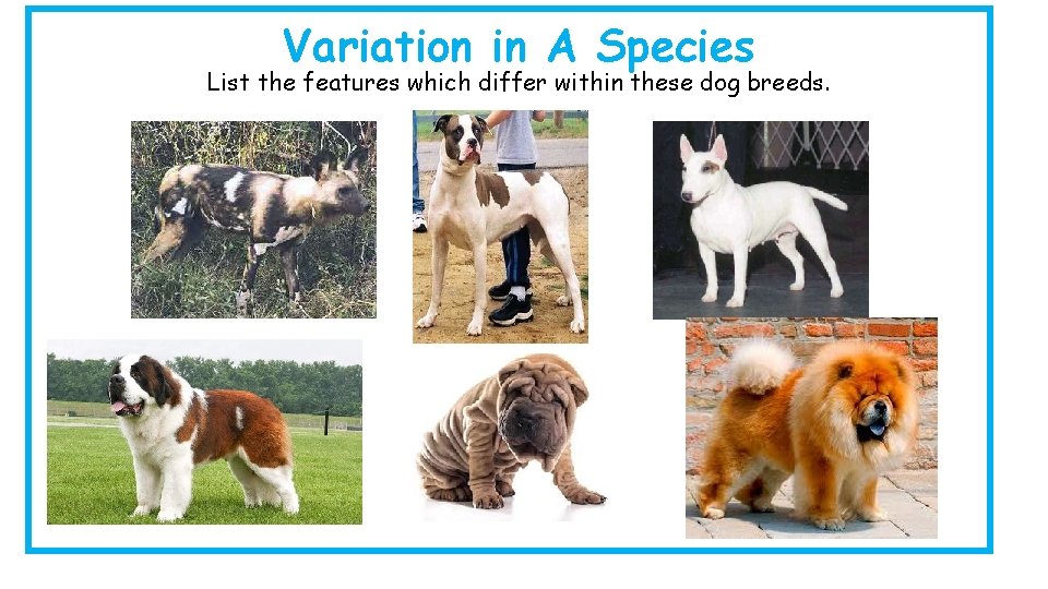 Variation in A Species List the features which differ within these dog breeds. 