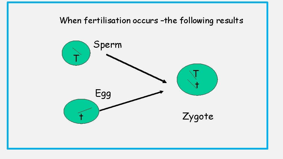 When fertilisation occurs –the following results Sperm T Egg t T t Zygote 