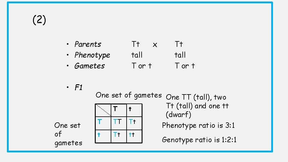 (2) • Parents • Phenotype • Gametes • F 1 One set of gametes