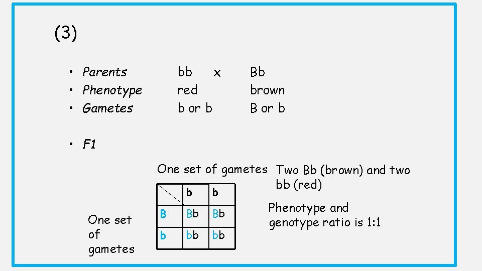 (3) • Parents • Phenotype • Gametes bb x red b or b Bb