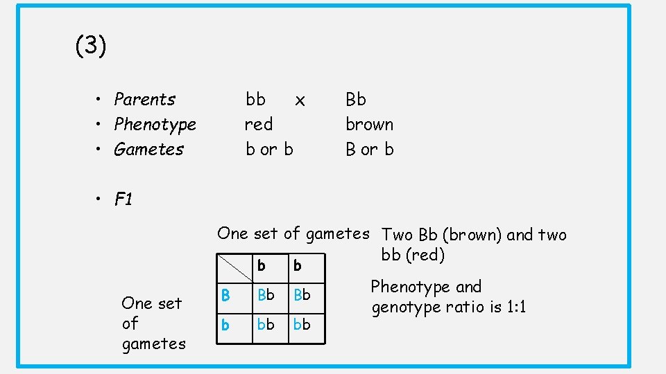 (3) • Parents • Phenotype • Gametes bb x red b or b Bb (3) • Parents • Phenotype • Gametes bb x red b or b Bb