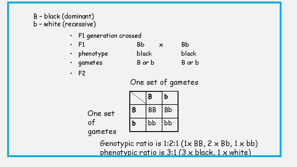 B – black (dominant) b – white (recessive) • • F 1 generation crossed