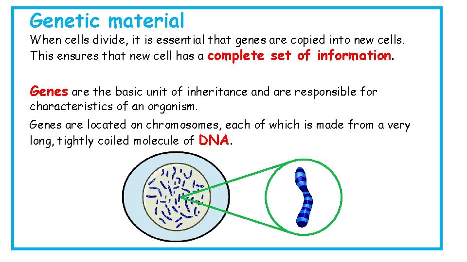 Genetic material When cells divide, it is essential that genes are copied into new