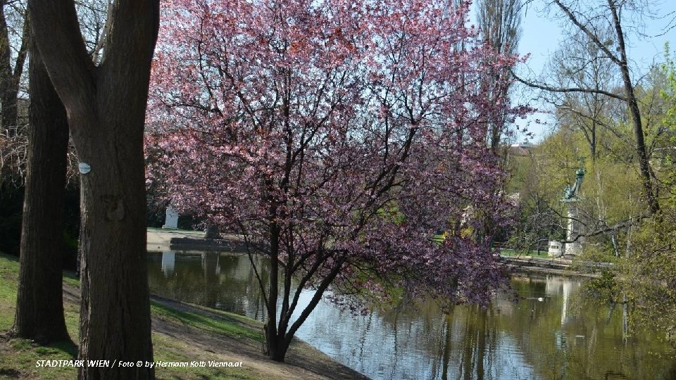 STADTPARK WIEN / Foto © by Hermann Kolb Vienna. at 