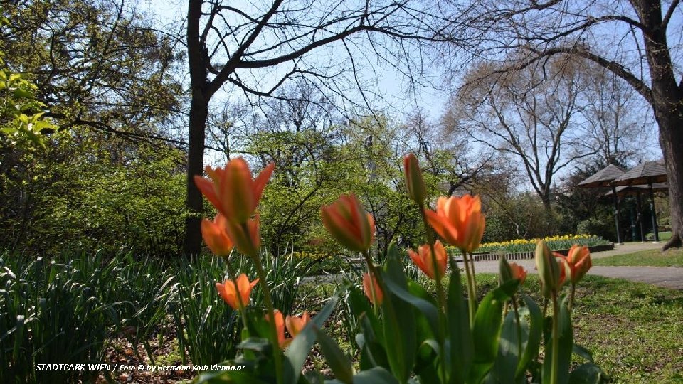 STADTPARK WIEN / Foto © by Hermann Kolb Vienna. at 