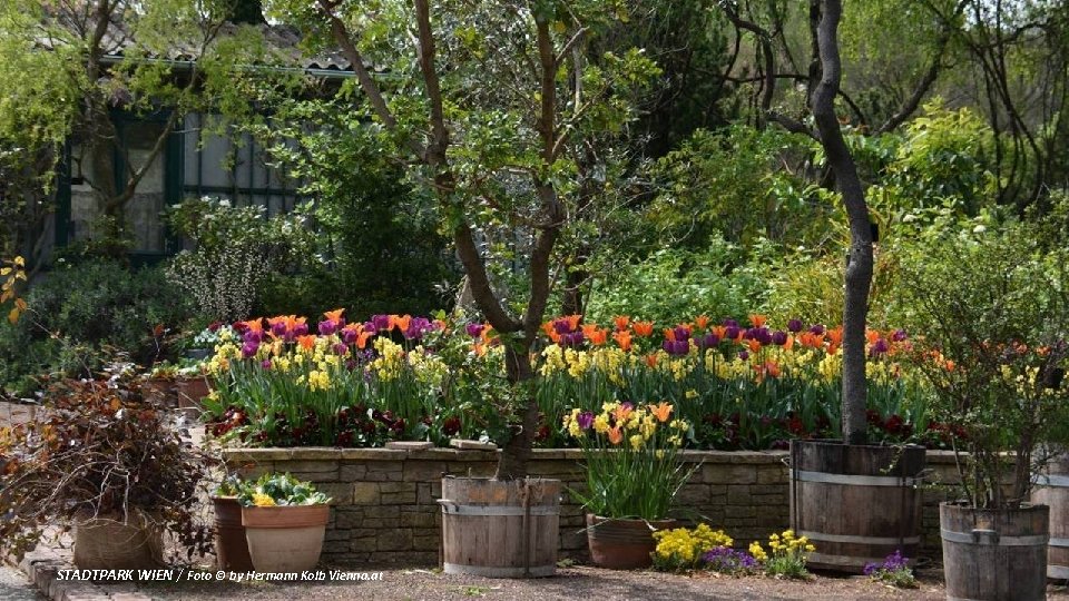 STADTPARK WIEN / Foto © by Hermann Kolb Vienna. at 