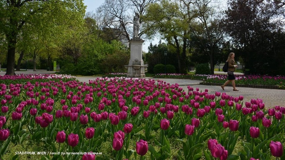 STADTPARK WIEN / Foto © by Hermann Kolb Vienna. at 
