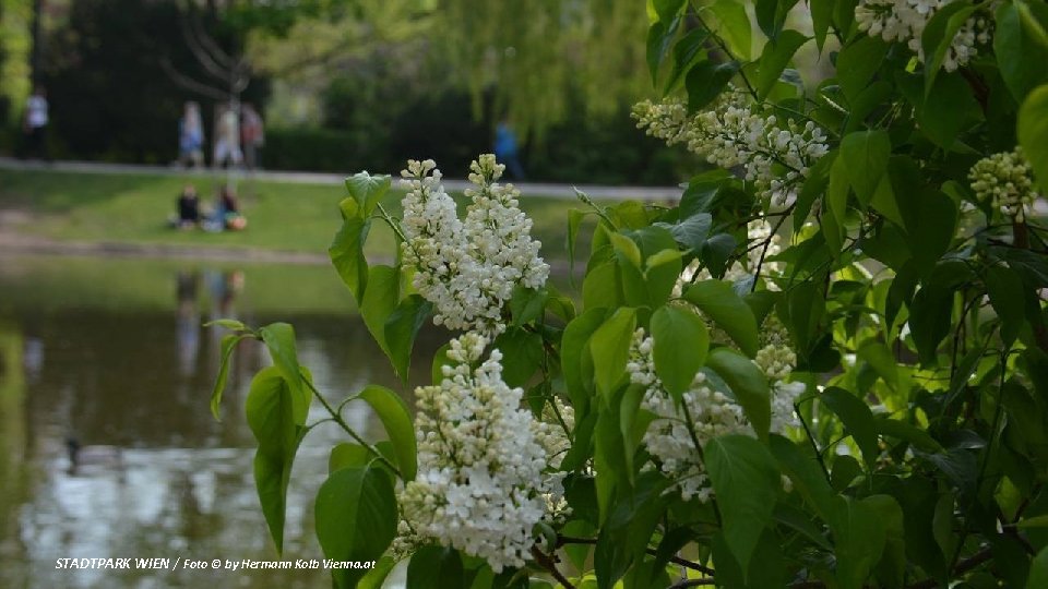 STADTPARK WIEN / Foto © by Hermann Kolb Vienna. at 