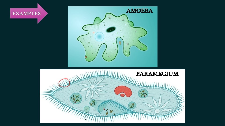 EXAMPLES AMOEBA PARAMECIUM EXAMPLES AMOEBA PARAMECIUM