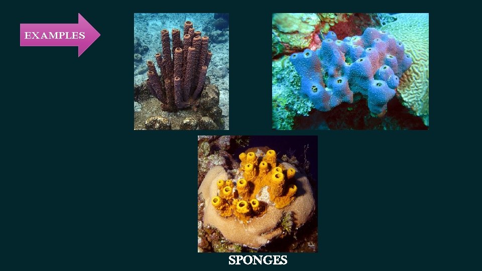 EXAMPLES SPONGES EXAMPLES SPONGES