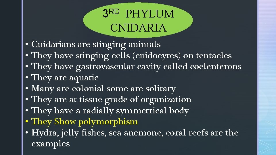 3 RD PHYLUM CNIDARIA • • • Cnidarians are stinging animals They have stinging 3 RD PHYLUM CNIDARIA • • • Cnidarians are stinging animals They have stinging