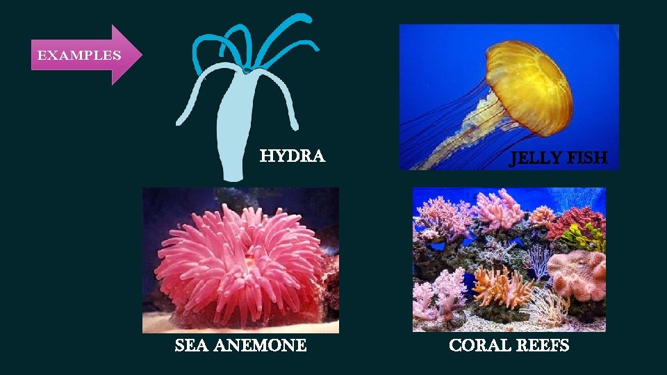 EXAMPLES HYDRA SEA ANEMONE JELLY FISH CORAL REEFS EXAMPLES HYDRA SEA ANEMONE JELLY FISH CORAL REEFS