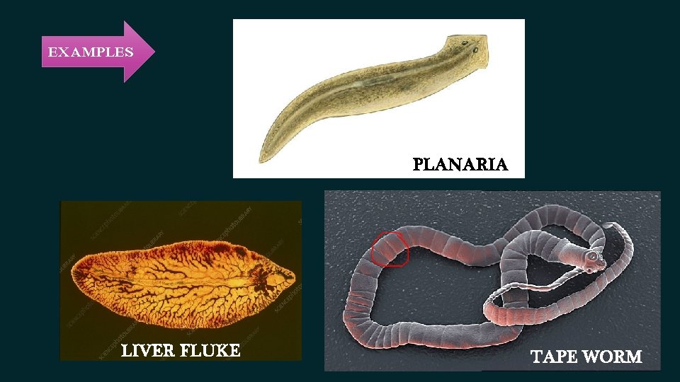 EXAMPLES PLANARIA LIVER FLUKE TAPE WORM EXAMPLES PLANARIA LIVER FLUKE TAPE WORM