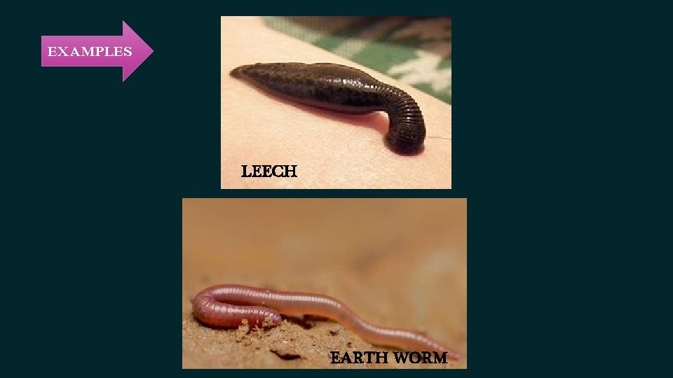 EXAMPLES LEECH EARTH WORM EXAMPLES LEECH EARTH WORM