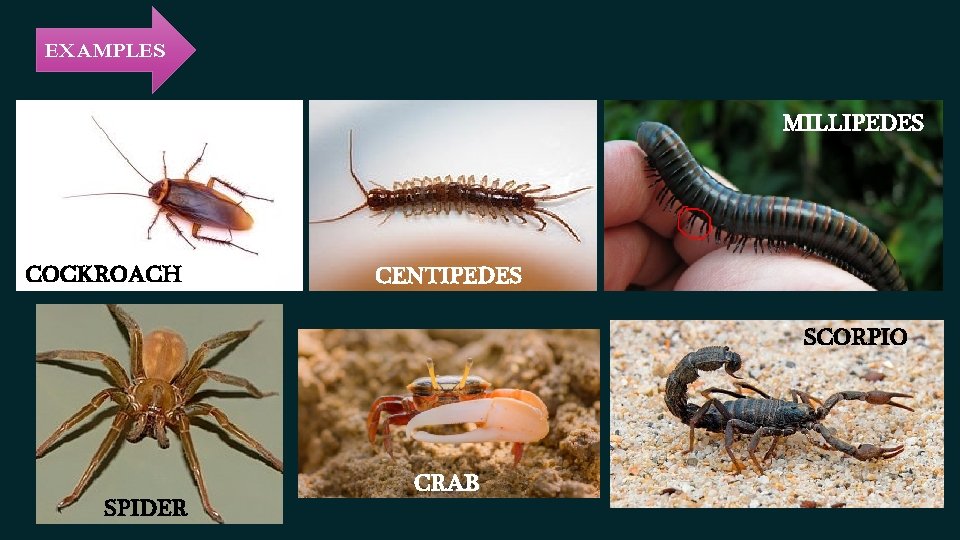 EXAMPLES MILLIPEDES COCKROACH CENTIPEDES SCORPIO SPIDER CRAB EXAMPLES MILLIPEDES COCKROACH CENTIPEDES SCORPIO SPIDER CRAB