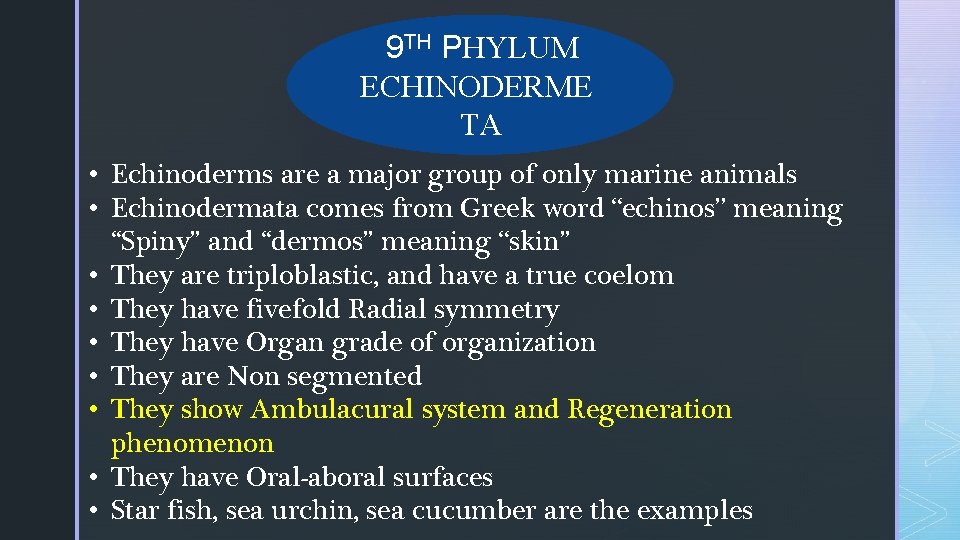 9 TH PHYLUM ECHINODERME TA • Echinoderms are a major group of only marine 9 TH PHYLUM ECHINODERME TA • Echinoderms are a major group of only marine