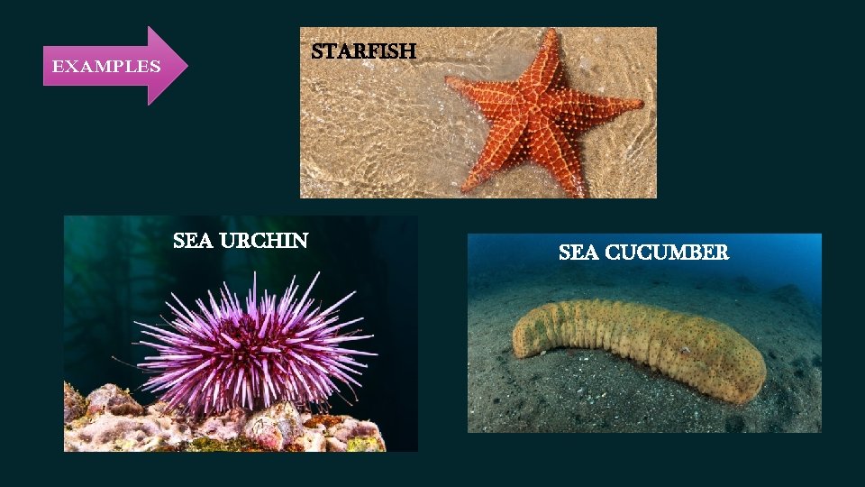 STARFISH EXAMPLES SEA URCHIN SEA CUCUMBER STARFISH EXAMPLES SEA URCHIN SEA CUCUMBER