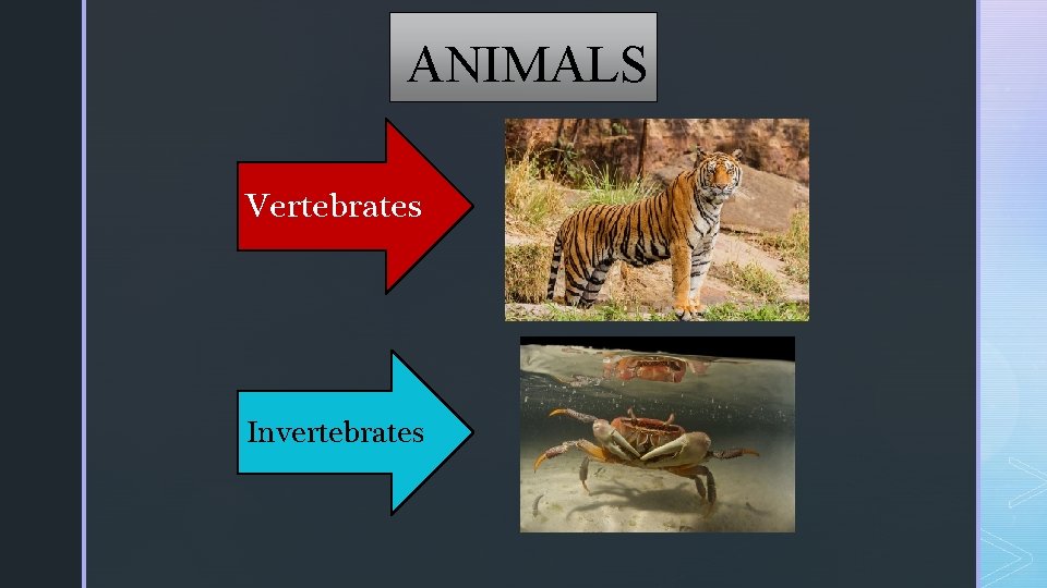 ANIMALS Vertebrates Invertebrates ANIMALS Vertebrates Invertebrates