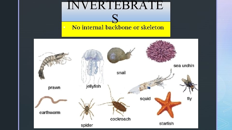 INVERTEBRATE S • No internal backbone or skeleton INVERTEBRATE S • No internal backbone or skeleton