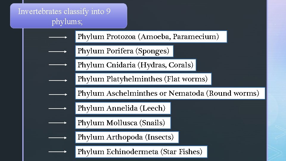 Invertebrates classify into 9 phylums; Phylum Protozoa (Amoeba, Paramecium) Phylum Porifera (Sponges) Phylum Cnidaria Invertebrates classify into 9 phylums; Phylum Protozoa (Amoeba, Paramecium) Phylum Porifera (Sponges) Phylum Cnidaria