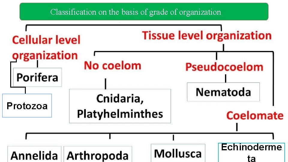 Classification on the basis of grade of organization Protozoa Echinoderme ta Classification on the basis of grade of organization Protozoa Echinoderme ta