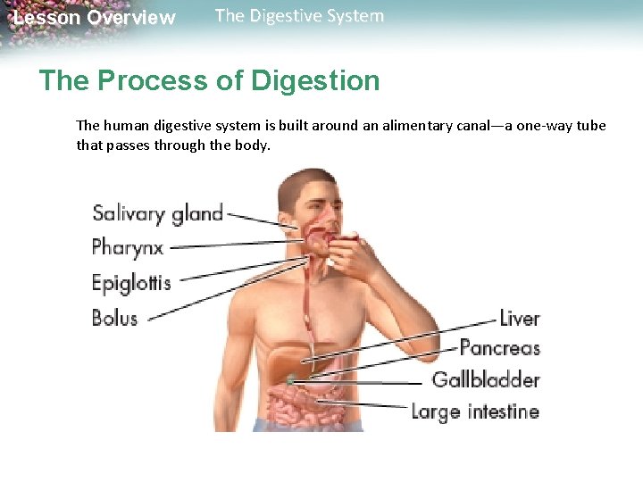 Lesson Overview The Digestive System The Process of Digestion The human digestive system is Lesson Overview The Digestive System The Process of Digestion The human digestive system is