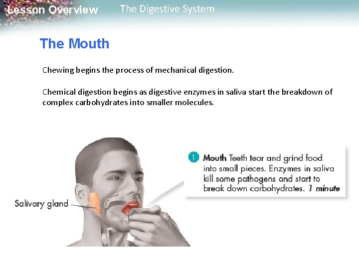 Lesson Overview The Digestive System The Mouth Chewing begins the process of mechanical digestion. Lesson Overview The Digestive System The Mouth Chewing begins the process of mechanical digestion.
