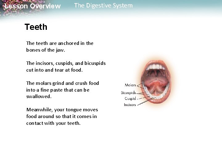 Lesson Overview The Digestive System Teeth The teeth are anchored in the bones of Lesson Overview The Digestive System Teeth The teeth are anchored in the bones of