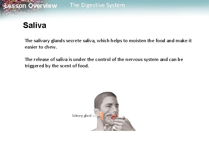 Lesson Overview The Digestive System Saliva The salivary glands secrete saliva, which helps to Lesson Overview The Digestive System Saliva The salivary glands secrete saliva, which helps to