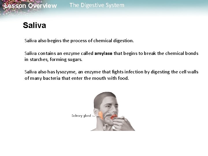 Lesson Overview The Digestive System Saliva also begins the process of chemical digestion. Saliva Lesson Overview The Digestive System Saliva also begins the process of chemical digestion. Saliva