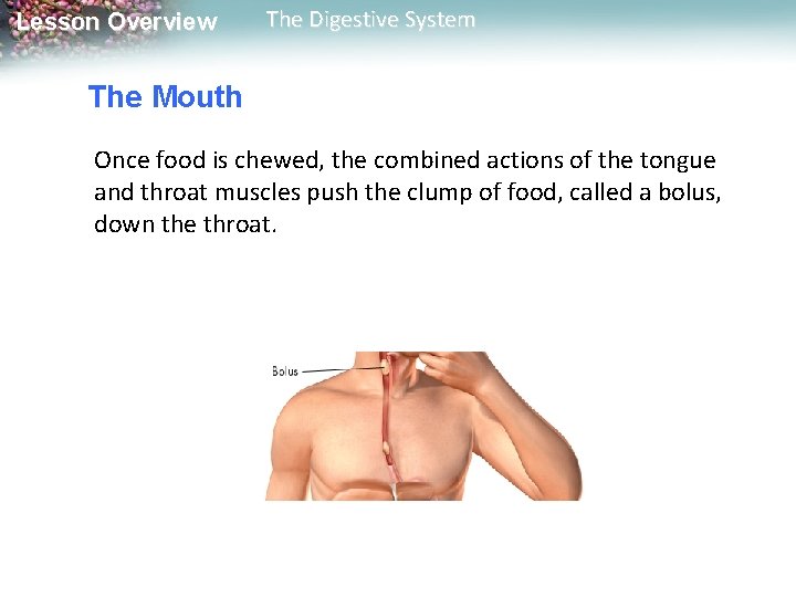 Lesson Overview The Digestive System The Mouth Once food is chewed, the combined actions Lesson Overview The Digestive System The Mouth Once food is chewed, the combined actions