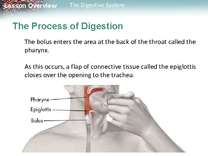 Lesson Overview The Digestive System The Process of Digestion The bolus enters the area Lesson Overview The Digestive System The Process of Digestion The bolus enters the area