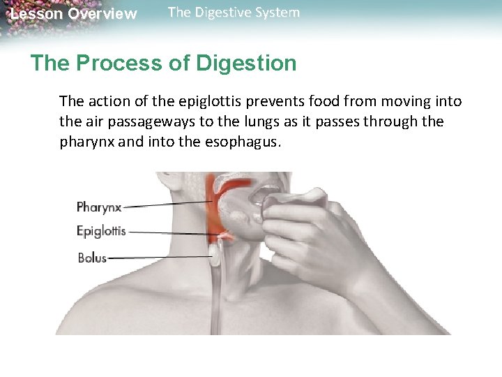Lesson Overview The Digestive System The Process of Digestion The action of the epiglottis Lesson Overview The Digestive System The Process of Digestion The action of the epiglottis