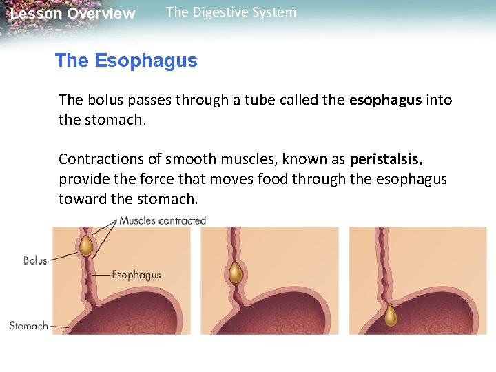 Lesson Overview The Digestive System The Esophagus The bolus passes through a tube called Lesson Overview The Digestive System The Esophagus The bolus passes through a tube called