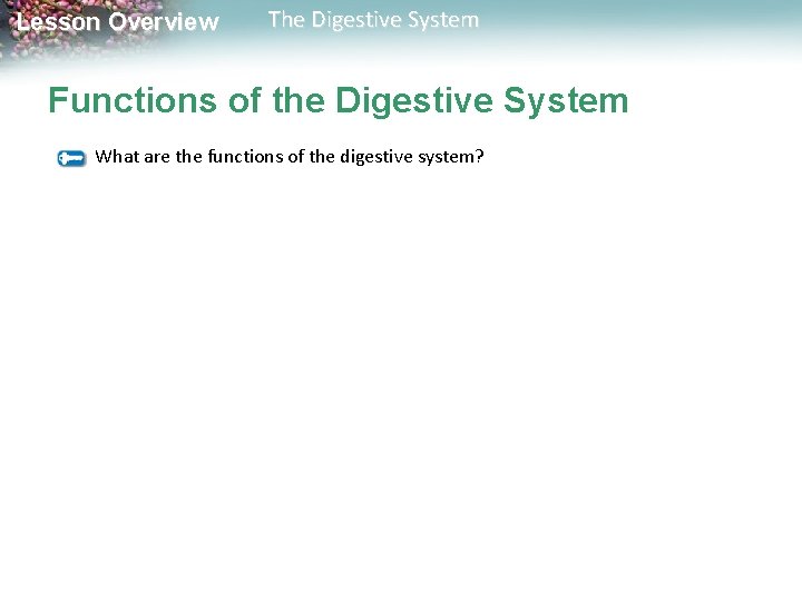 Lesson Overview The Digestive System Functions of the Digestive System What are the functions Lesson Overview The Digestive System Functions of the Digestive System What are the functions