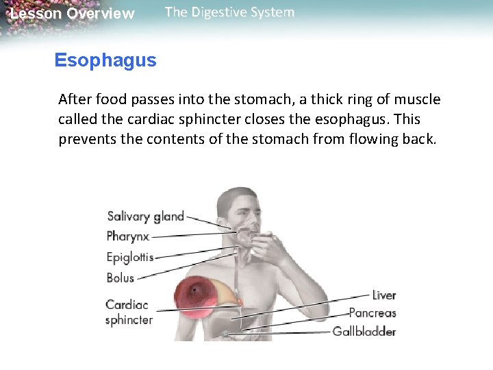 Lesson Overview The Digestive System Esophagus After food passes into the stomach, a thick Lesson Overview The Digestive System Esophagus After food passes into the stomach, a thick